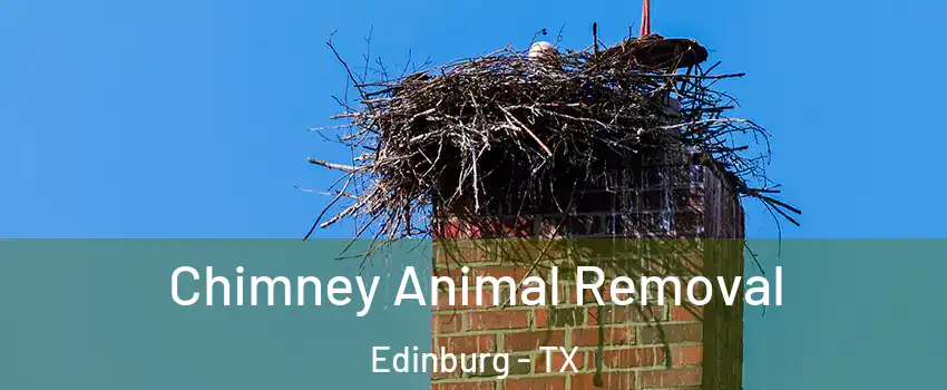  Chimney Animal Removal Edinburg - TX