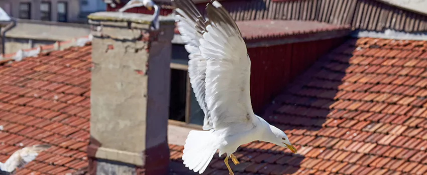 Residential Chimney Animal Removal Solution in Edinburg, TX