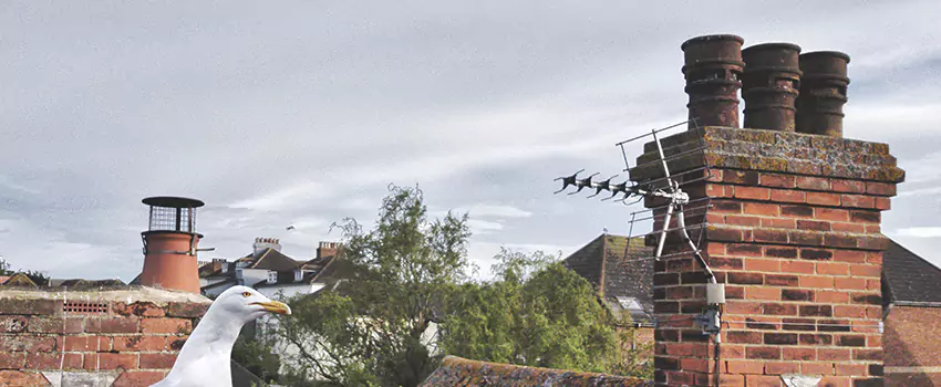 Chimney Cleaning And Restoration in Edinburg, Texas